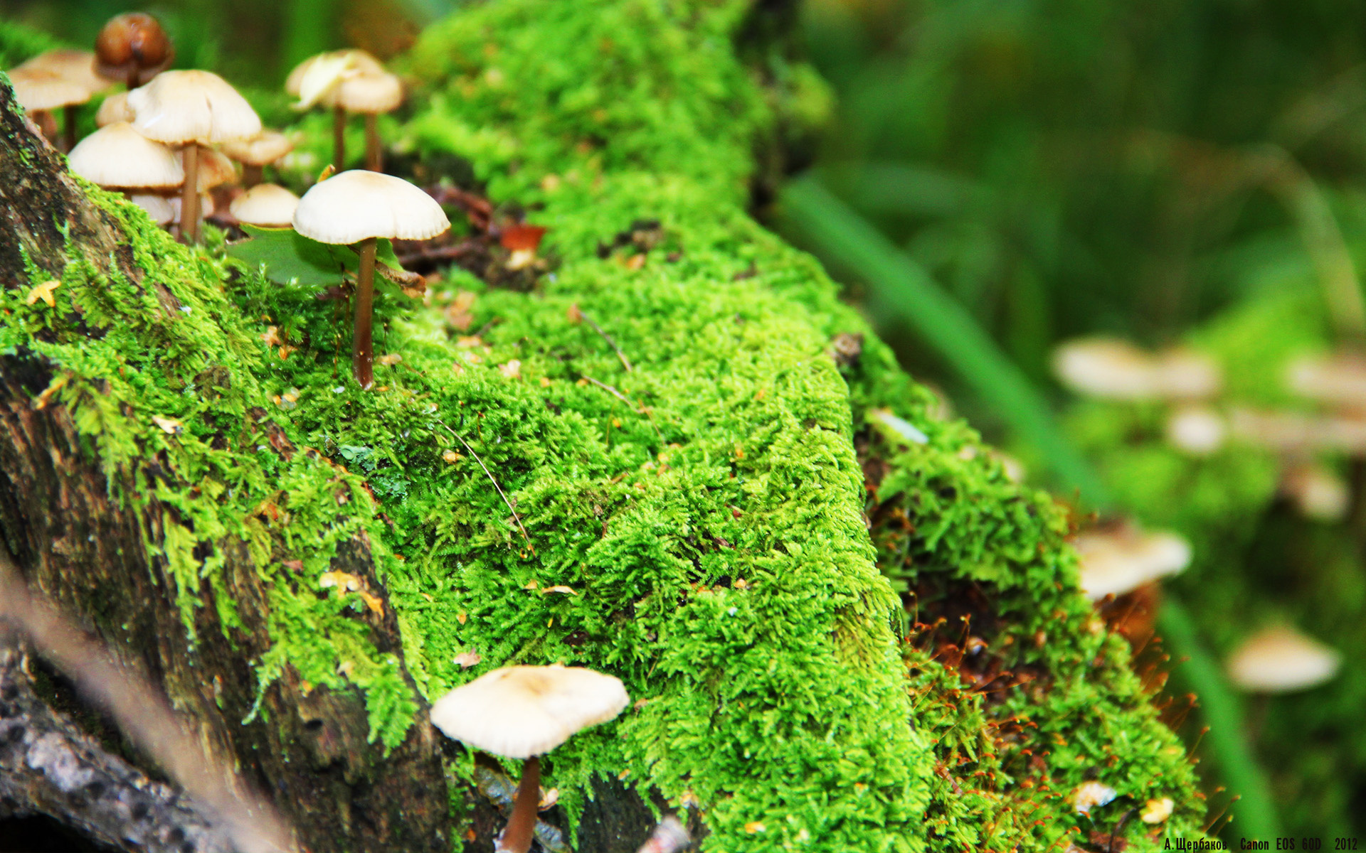 夜色中的精灵舞步,当比赛只剩一回合,欧文从不让人失望