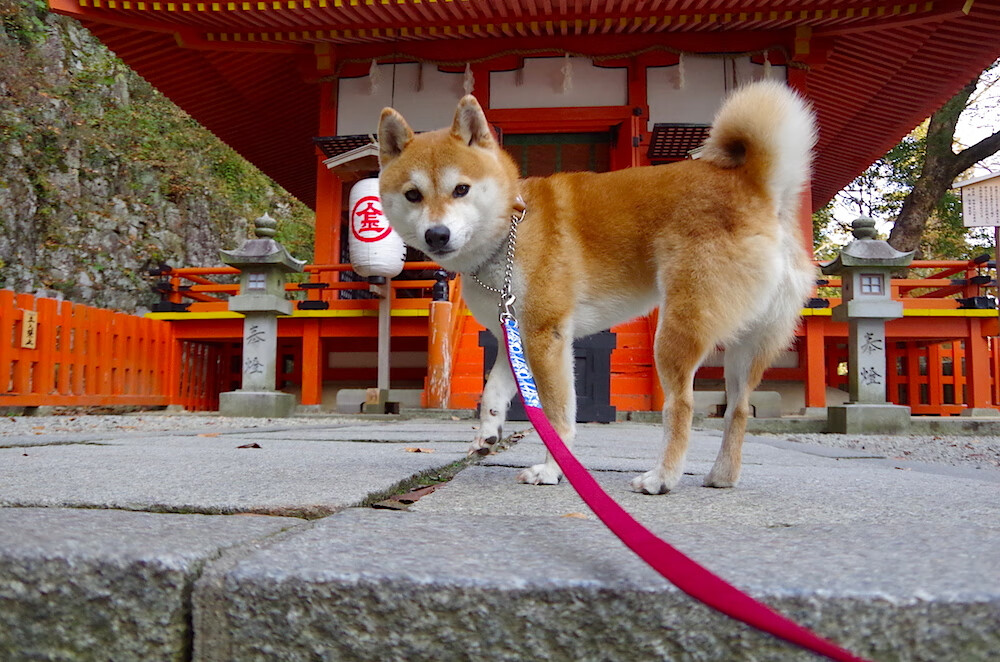 雷火电竞-球场与历史的双重战场，孔德一球镌刻法兰西的复杂胜利