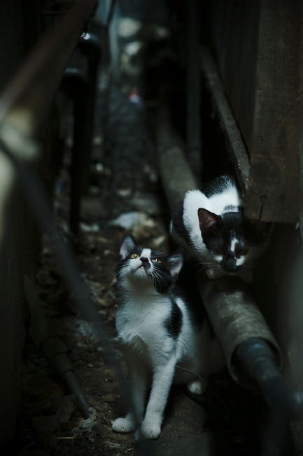 雷火电竞app-双重奏，深圳的坚韧与东契奇的传奇