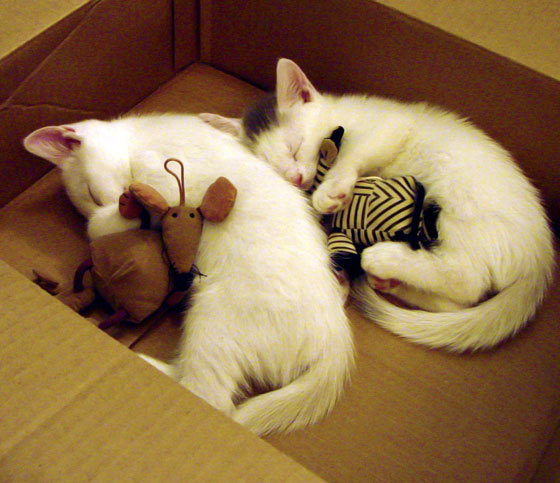 希腊神话再现,卢卡库化身赫拉克勒斯,助球队收割勒沃库森