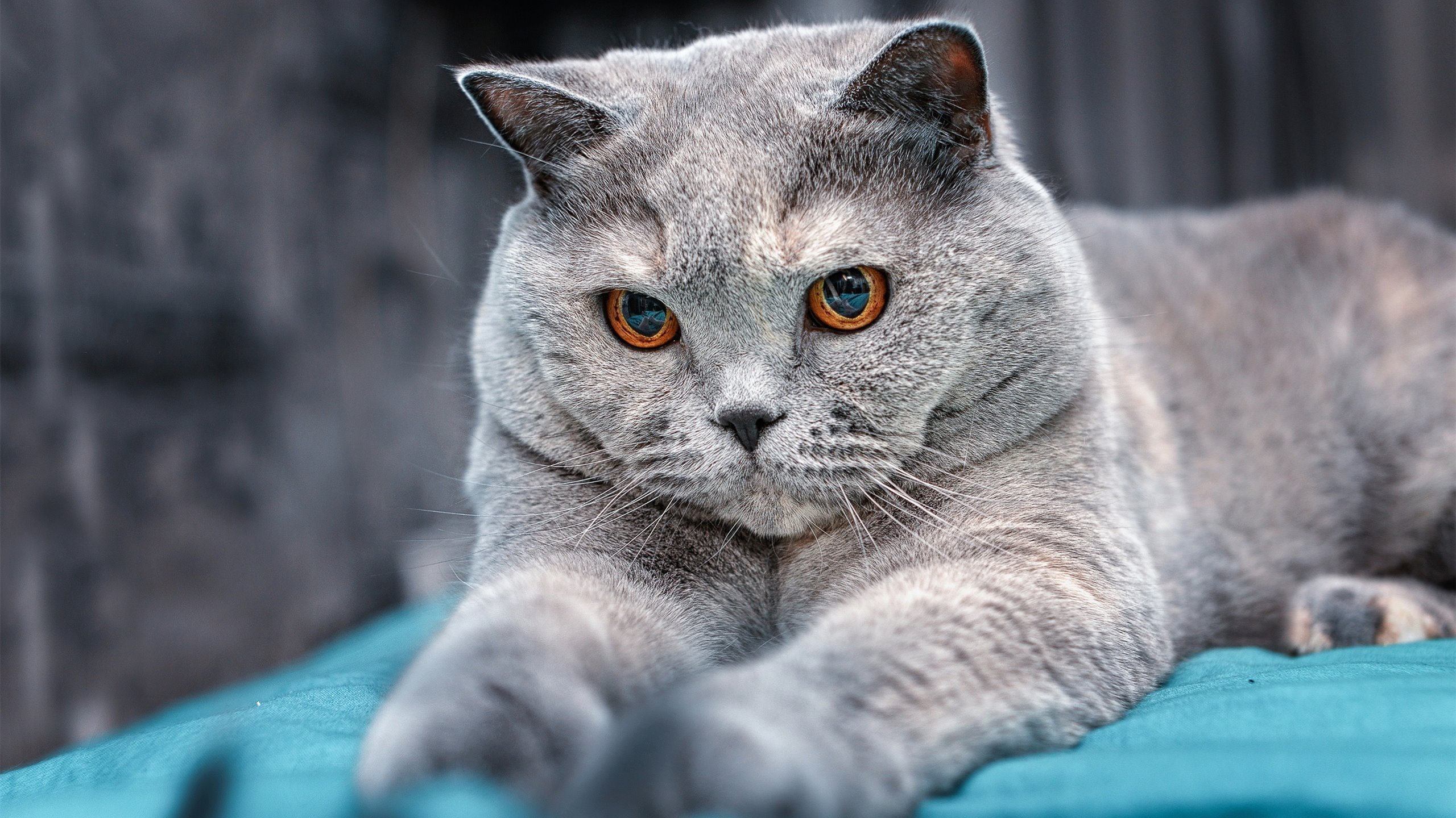 错位时空的绝杀者,当莫兰特在热火的红色狂潮中埋葬掘金