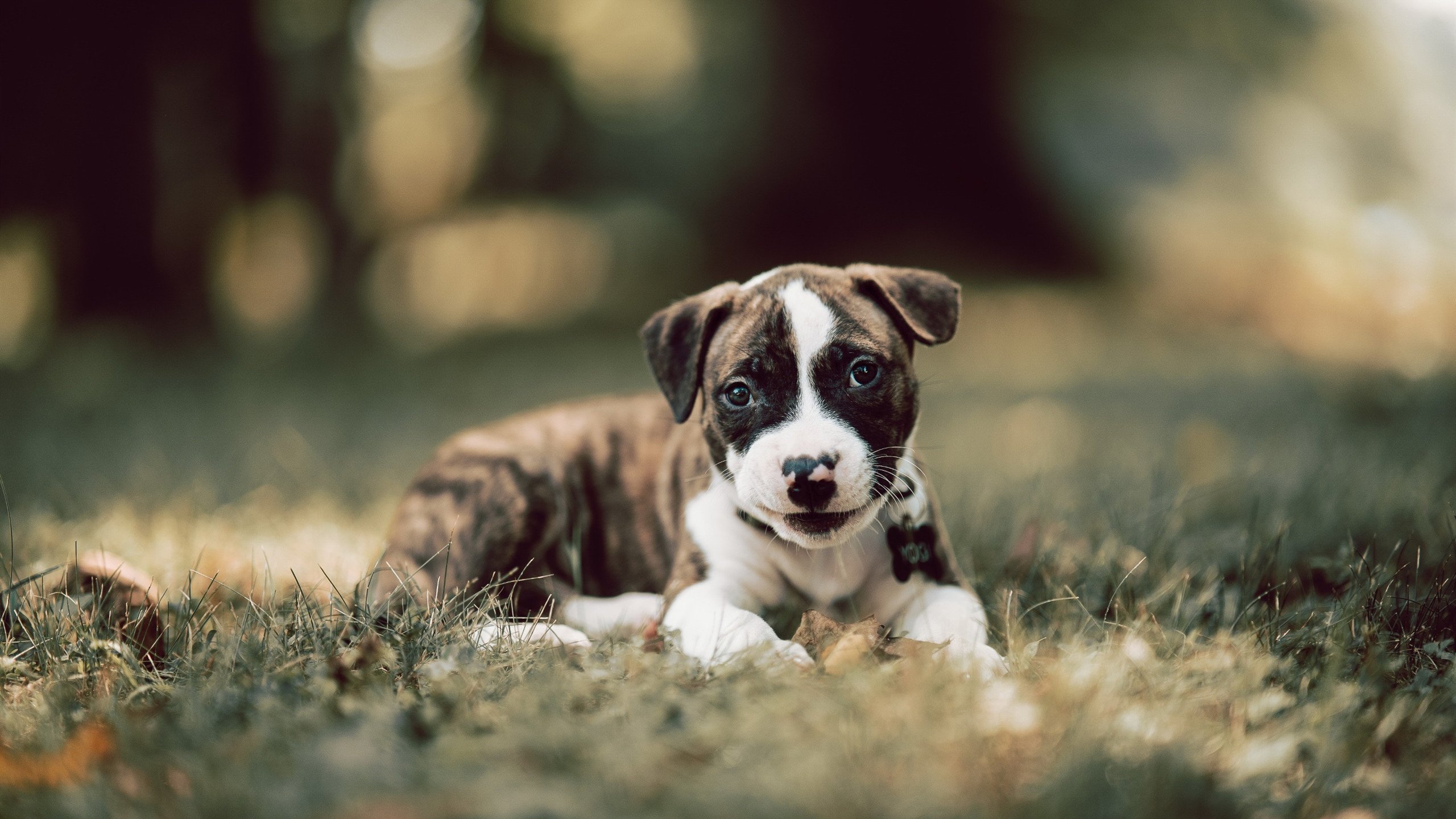 两条平行线，速度狂飙与极限绝杀