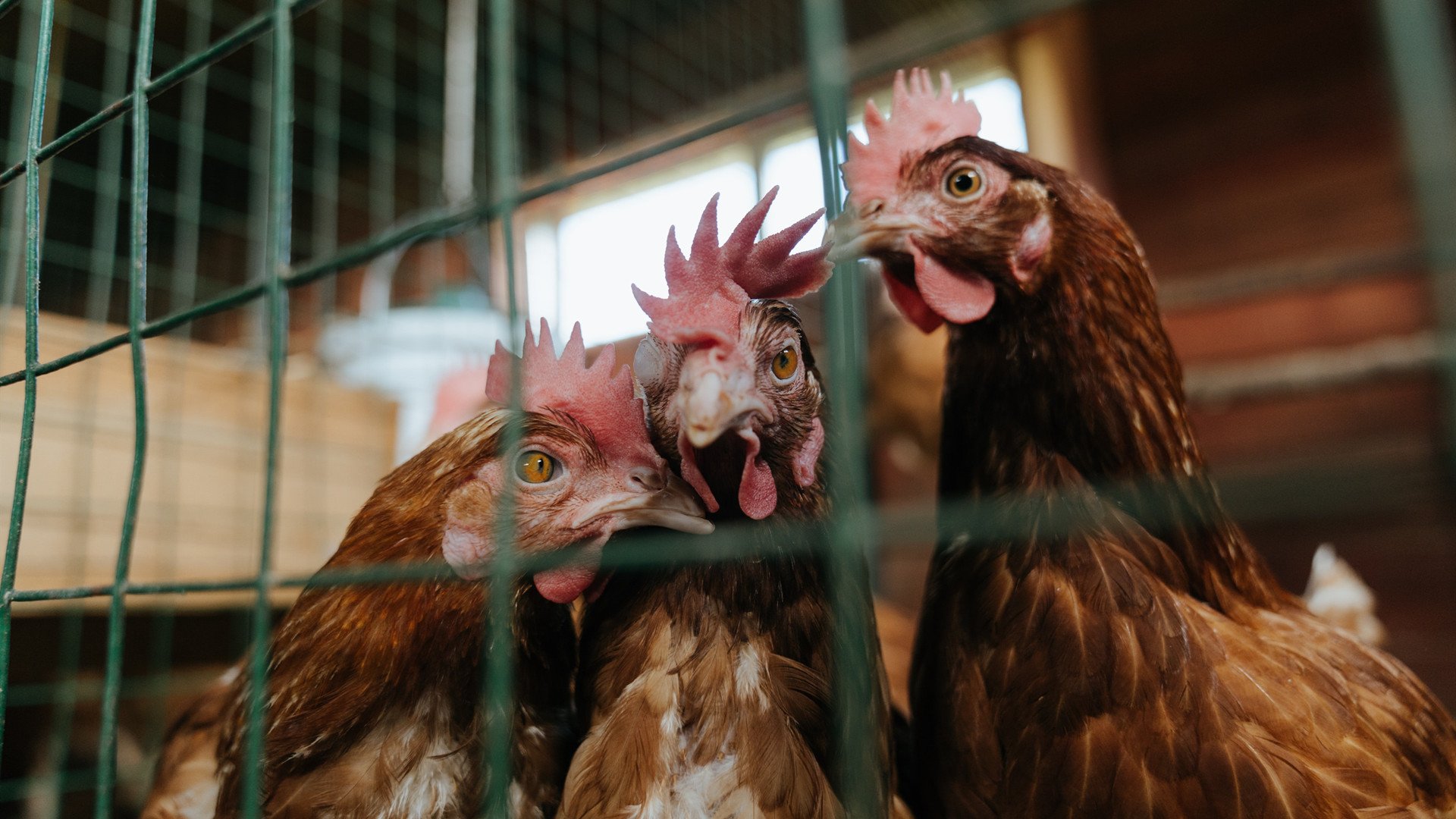 雷火电竞-终场绝杀，皮克补时神兵天降，瑞典击碎芬兰奇迹之梦