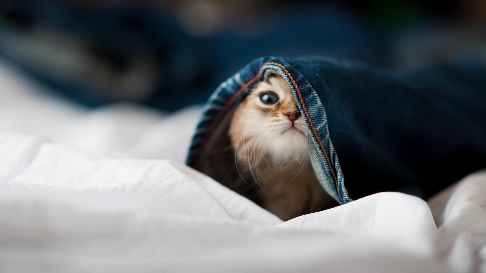 雷火电竞网址-从意甲焦点战到红魔之殇，阿尔及利亚之刃如何刺穿曼联心脏