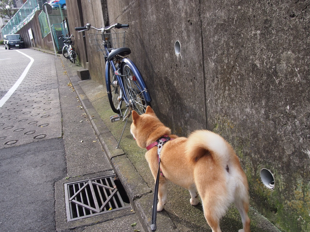 决胜2.2秒！中美对抗赛广东加时险胜爵士，杰伦·格林41分诠释何为关键先生