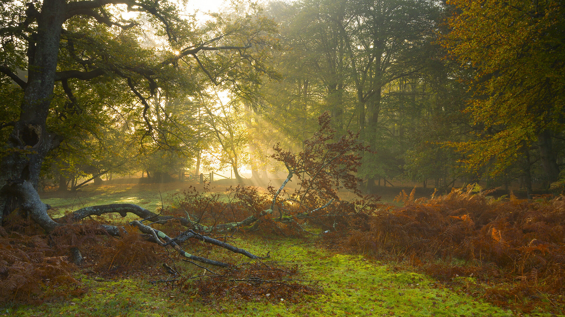 莫兰特爆发助独行侠淘汰骑士，晋级之路彰显团队韧性