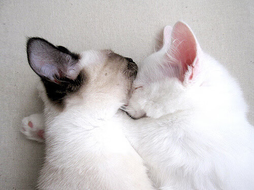 雷火电竞亚洲先驱-当约基奇遇见铁壁，西亚卡姆的钢骨铮铮，谁才是硬仗的最终解？