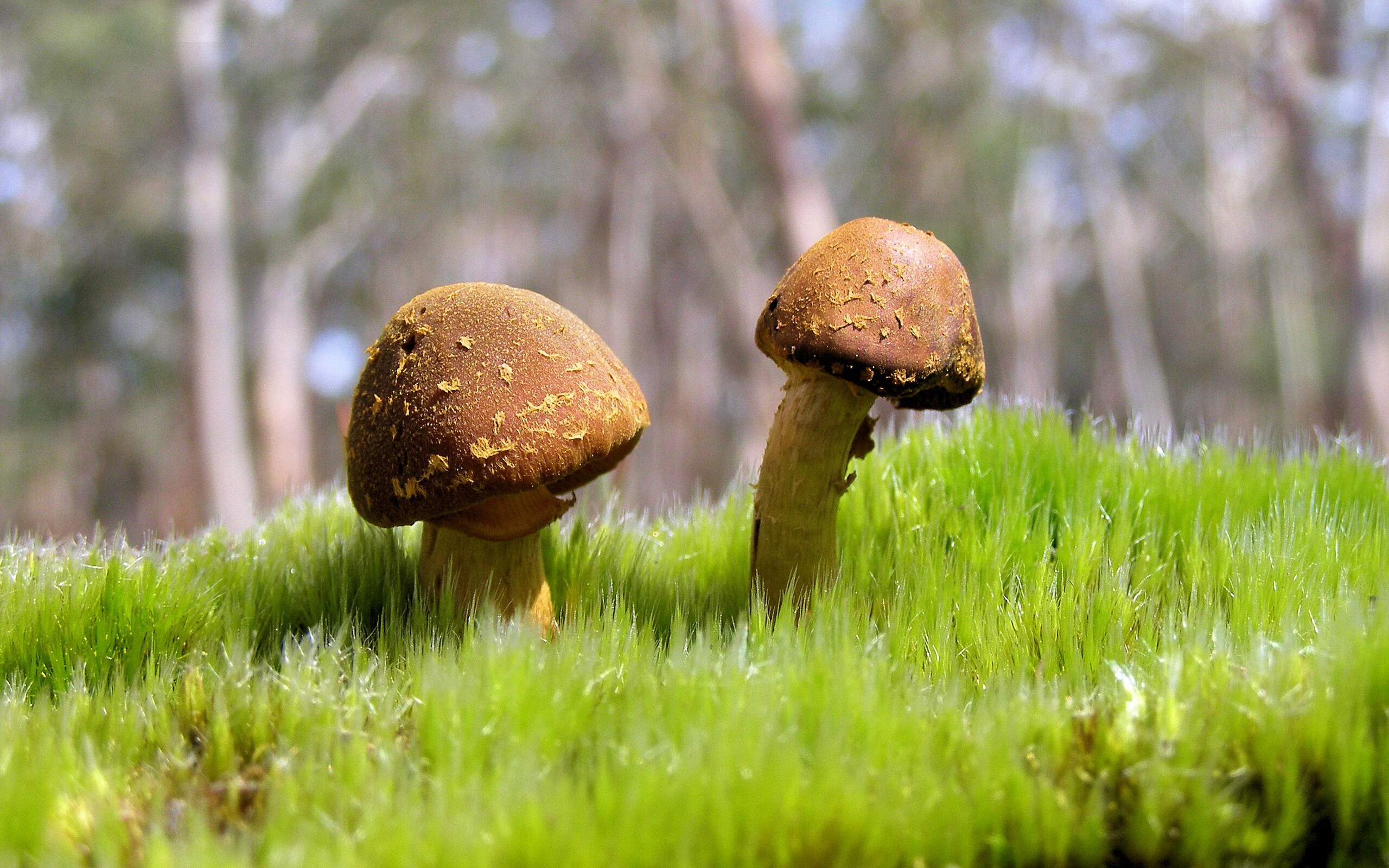 雷火电竞-平行赛场，南非强压巴拉圭外交博弈，三笘薰跨次元接管NBA季后赛