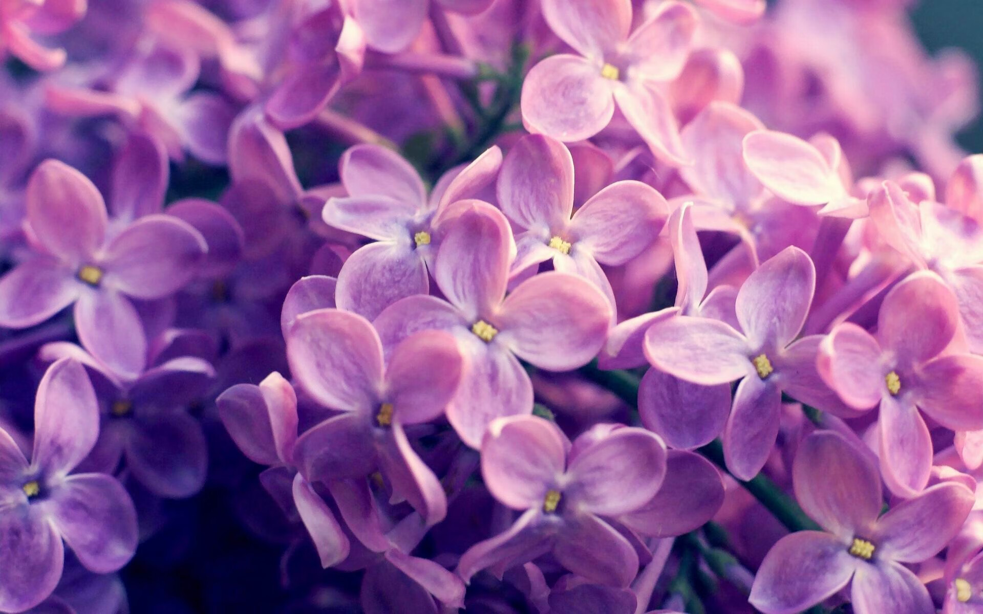 雷火电竞主播-篮球之夜的救赎诗篇，约基奇与爵士的交响曲