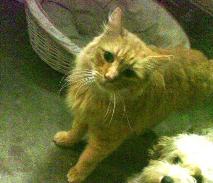 雷火电竞app-绝境翻盘！尼日利亚的呐喊与斯通斯一锤定音的史诗时刻