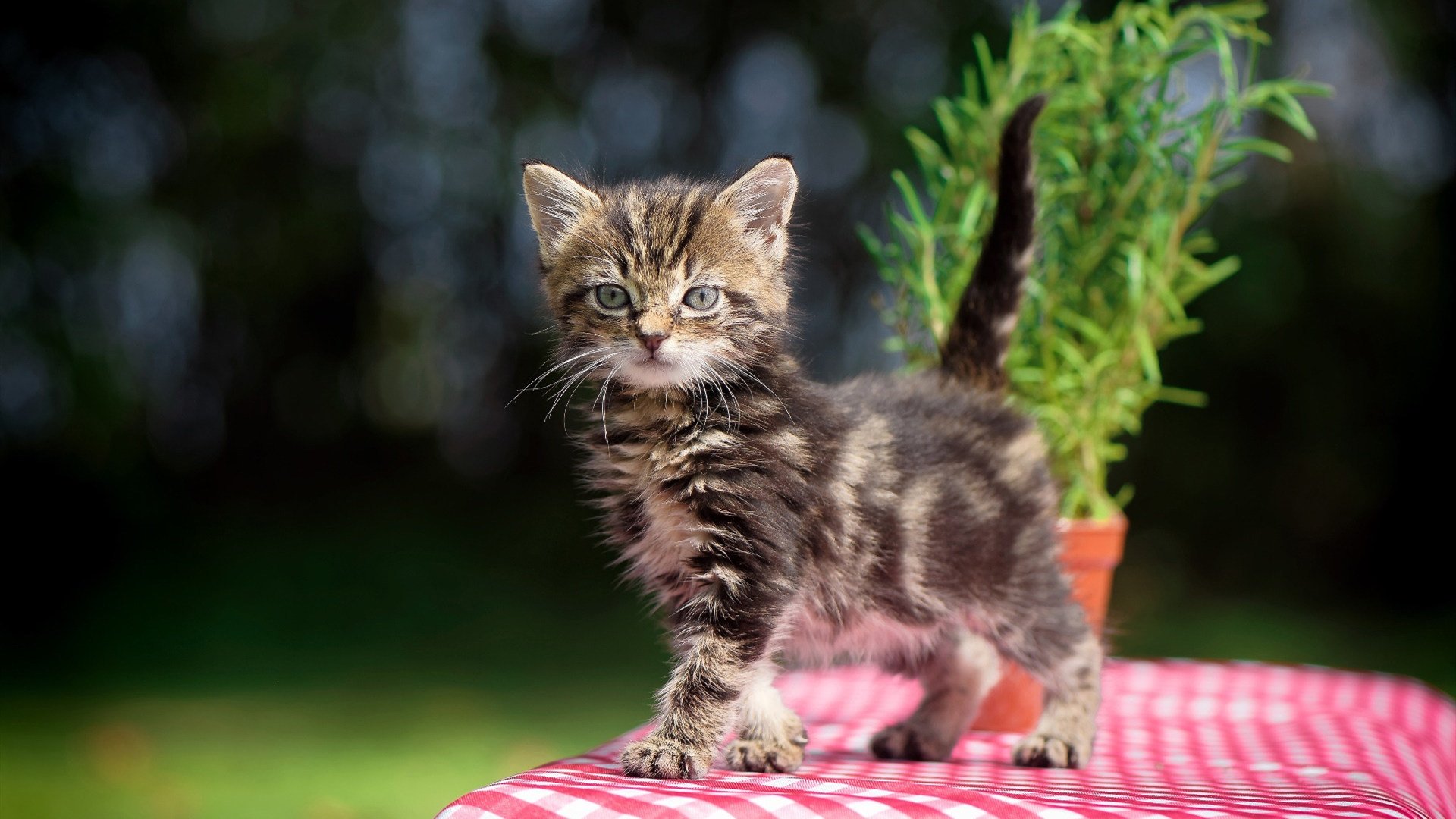 马刺与赛道的交响，当斩落与接管成为主宰者的共同语言