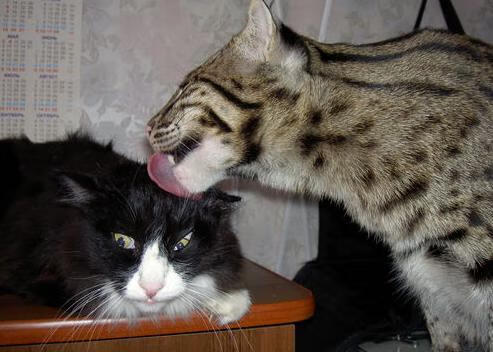 沙漠弯刀与风车巨人，阿尔及利亚制霸卡塔尔的加克波时刻