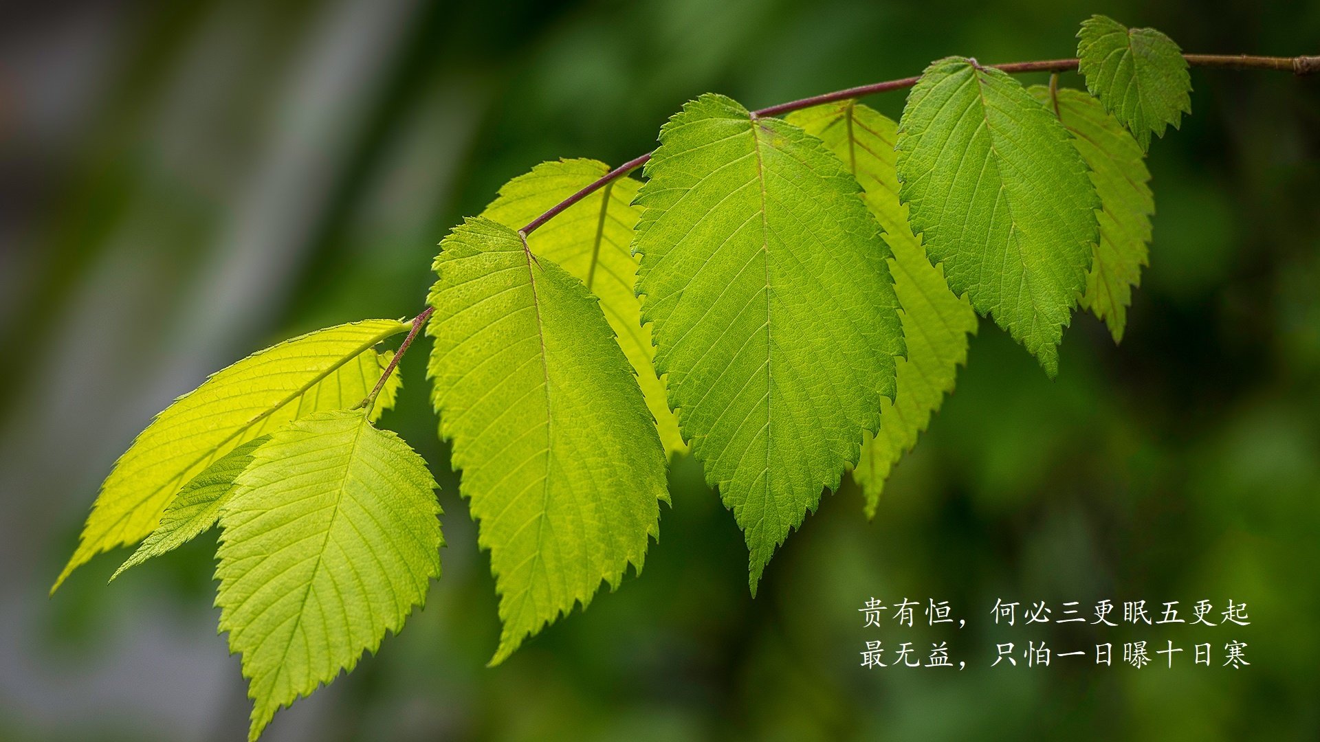 2026世界杯F组巅峰对决,美国破茧成蝶,奥斯梅恩以王者之姿闪耀全场