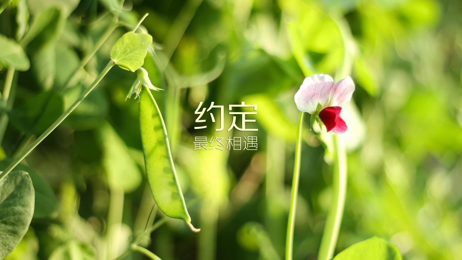 雷火电竞亚洲先驱-孤星闪耀，德布劳内独舞中北美奇迹，哥斯达黎加掀翻袋鼠军团闯入八强
