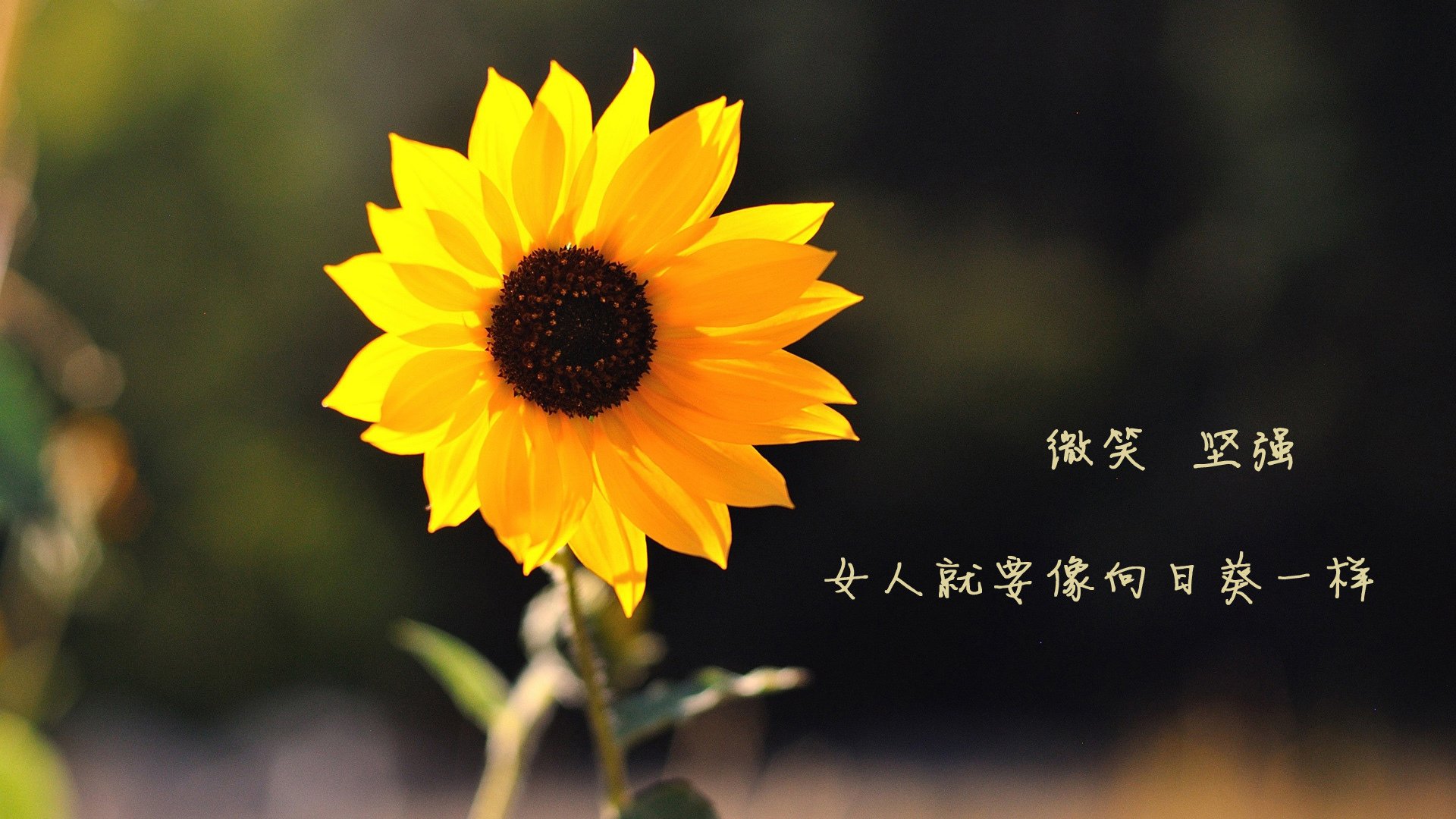 雷火电竞合作-红白之盾，范戴克统领防线，荷兰绝地反击逆转墨西哥闯进2026世界杯四强